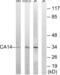 Carbonic Anhydrase 14 antibody, abx014310, Abbexa, Western Blot image 