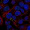 Leucine Rich Alpha-2-Glycoprotein 1 antibody, HPA001889, Atlas Antibodies, Immunofluorescence image 