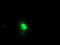 FXN antibody, TA504336, Origene, Immunofluorescence image 
