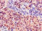 MYB Proto-Oncogene Like 2 antibody, orb46859, Biorbyt, Immunohistochemistry paraffin image 