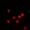 H2B Histone Family Member S antibody, orb393069, Biorbyt, Immunofluorescence image 
