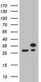 Ribosomal Protein L10a antibody, TA809520, Origene, Western Blot image 
