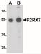 P2X7 antibody, NBP2-41300, Novus Biologicals, Western Blot image 