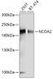 Nuclear receptor coactivator 2 antibody, A01706, Boster Biological Technology, Western Blot image 