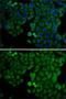 E2F Transcription Factor 6 antibody, GTX33167, GeneTex, Immunofluorescence image 