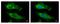 Ribosomal Protein S10 antibody, LS-C185436, Lifespan Biosciences, Immunocytochemistry image 