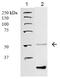 PTAFR antibody, ab104162, Abcam, Western Blot image 