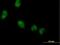 LIM And Cysteine Rich Domains 1 antibody, H00029995-B01P, Novus Biologicals, Immunofluorescence image 