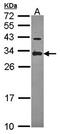 Inhibitor of growth protein 5 antibody, orb73769, Biorbyt, Western Blot image 