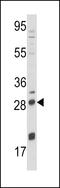 Nerve Growth Factor antibody, MBS9214649, MyBioSource, Western Blot image 