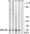 Ribosomal Protein L35 antibody, PA5-38989, Invitrogen Antibodies, Western Blot image 
