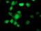 UBX Domain Protein 2B antibody, TA502483, Origene, Immunofluorescence image 