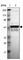 Zinc Finger Protein 764 antibody, HPA003203, Atlas Antibodies, Western Blot image 