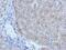 Plasminogen Activator, Tissue Type antibody, NBP2-20648, Novus Biologicals, Immunohistochemistry paraffin image 