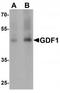 Growth Differentiation Factor 1 antibody, TA319656, Origene, Western Blot image 