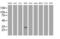 Zinc Finger AN1-Type Containing 5 antibody, MA5-26454, Invitrogen Antibodies, Western Blot image 