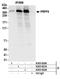 p220 antibody, A303-922A, Bethyl Labs, Immunoprecipitation image 
