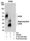 Plasminogen Activator, Urokinase Receptor antibody, A304-463A, Bethyl Labs, Immunoprecipitation image 