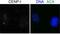 Centromere Protein I antibody, GTX45379, GeneTex, Immunofluorescence image 
