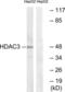 Histone Deacetylase 3 antibody, LS-C117905, Lifespan Biosciences, Western Blot image 