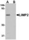 SCARB2 antibody, TA306583, Origene, Western Blot image 