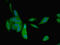 Natriuretic Peptide B antibody, LS-C370673, Lifespan Biosciences, Immunofluorescence image 