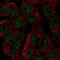 Sodium/myo-inositol cotransporter 2 antibody, PA5-57232, Invitrogen Antibodies, Immunofluorescence image 
