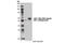 Eukaryotic Translation Termination Factor 1 antibody, 13916S, Cell Signaling Technology, Western Blot image 