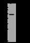 CaM Kinase Like Vesicle Associated antibody, 200989-T38, Sino Biological, Western Blot image 