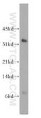 RNA Polymerase II Subunit C antibody, 13428-1-AP, Proteintech Group, Western Blot image 