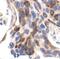 Ribosomal Protein S6 antibody, MA5-15140, Invitrogen Antibodies, Immunohistochemistry paraffin image 