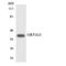 Olfactory Receptor Family 51 Subfamily G Member 1 (Gene/Pseudogene) antibody, LS-C200377, Lifespan Biosciences, Western Blot image 