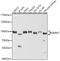 Inner Membrane Mitochondrial Protein antibody, 18-803, ProSci, Western Blot image 