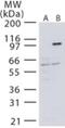 Mitogen-activated protein kinase kinase kinase 14 antibody, NB100-56367, Novus Biologicals, Western Blot image 