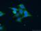 MAPK Activated Protein Kinase 3 antibody, 15424-1-AP, Proteintech Group, Immunofluorescence image 