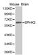 Sphingosine Kinase 2 antibody, MBS126502, MyBioSource, Western Blot image 