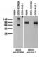 Potassium Voltage-Gated Channel Subfamily Q Member 4 antibody, 73-082, Antibodies Incorporated, Western Blot image 