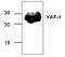 XIAP Associated Factor 1 antibody, GTX59918, GeneTex, Western Blot image 