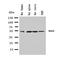 BCL2 Associated Athanogene 5 antibody, orb137904, Biorbyt, Western Blot image 