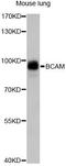BCAM antibody, LS-C749729, Lifespan Biosciences, Western Blot image 