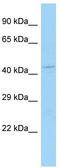 Leucine-, glutamate- and lysine-rich protein 1 antibody, TA332330, Origene, Western Blot image 