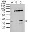 BUD23 RRNA Methyltransferase And Ribosome Maturation Factor antibody, LS-C185741, Lifespan Biosciences, Immunoprecipitation image 
