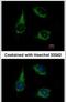 Mitochondrial enolase superfamily member 1 antibody, PA5-31476, Invitrogen Antibodies, Immunofluorescence image 