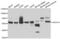 Heat Shock Protein Family A (Hsp70) Member 14 antibody, PA5-77137, Invitrogen Antibodies, Western Blot image 