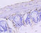 Keratin 15 antibody, 13-863, ProSci, Immunohistochemistry paraffin image 