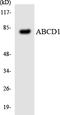 Ald antibody, LS-C200068, Lifespan Biosciences, Western Blot image 