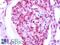 G Protein-Coupled Receptor Class C Group 5 Member B antibody, LS-A4084, Lifespan Biosciences, Immunohistochemistry paraffin image 