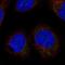 LETM1 Domain Containing 1 antibody, NBP2-57582, Novus Biologicals, Immunofluorescence image 