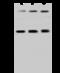 Stomatin-like protein 2 antibody, GTX02447, GeneTex, Western Blot image 