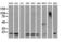 Destrin antibody, LS-C172810, Lifespan Biosciences, Western Blot image 